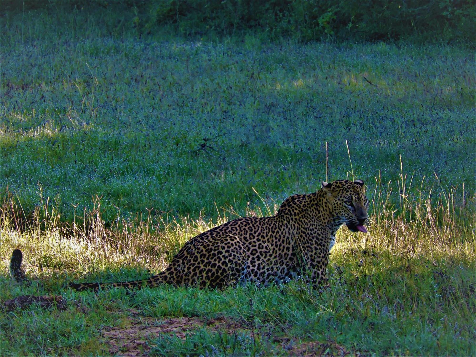 Hotel Yala Eco Bush Camp Zewnętrze zdjęcie